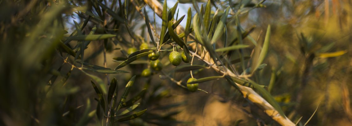 מסיק זיתים